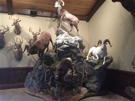Stone Sheep