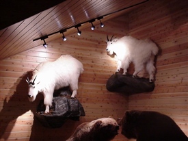 Mountain Goat