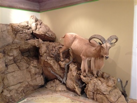 Aoudad