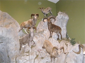 Argali Sheep