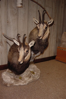 Chamois