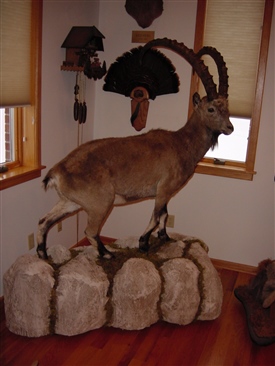 Ibex