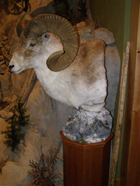 Marco Polo Sheep