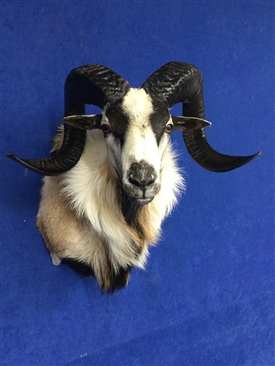 Mouflon sheep and goats 