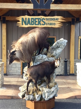 Tahr
