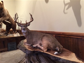 Whitetail Deer
