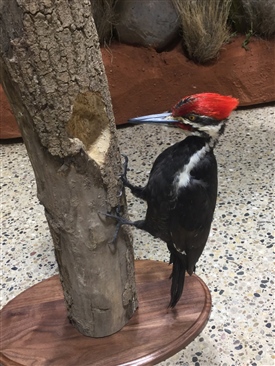 Woodpecker