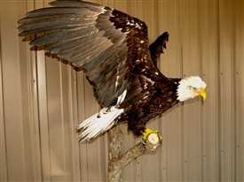 Eagles