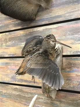 Woodcock