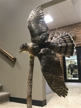 Hawks