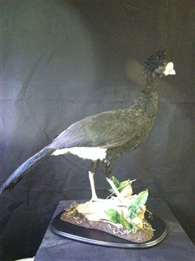 Exotic birds