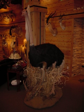 Ostrich