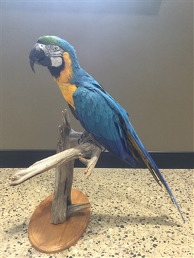 Parrots