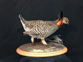 Prairie chicken