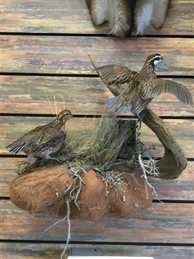 Quail