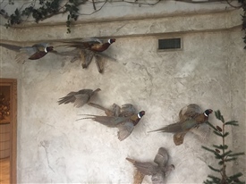 Pheasants
