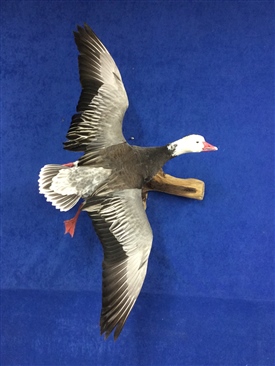 Geese