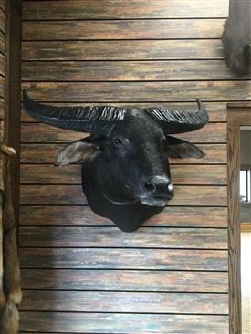 Water buffalo