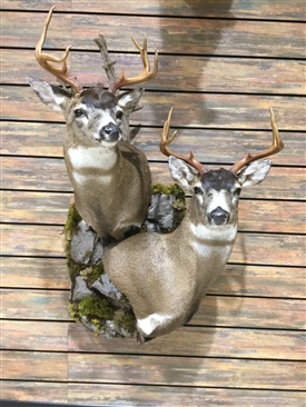 Sitka black-tailed deer