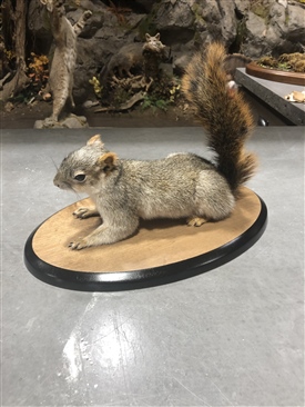 Squirrels