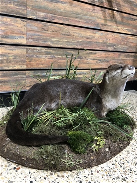 Otter