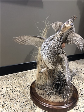 Sharptailed grouse