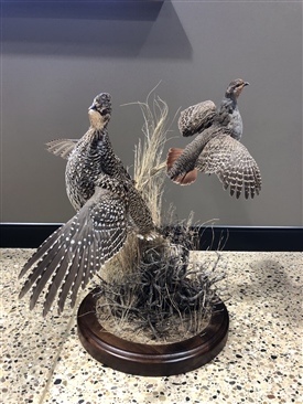 Hungarian partridge