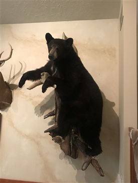 Black bears