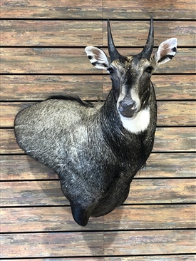 Nilgai