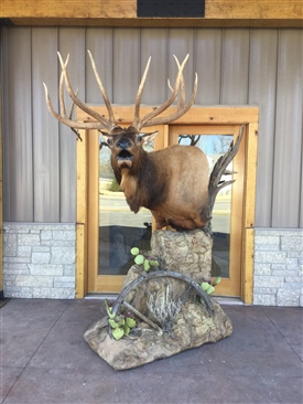 Elk