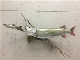 Musky