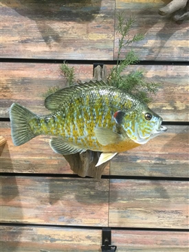 Bluegills and sunfish