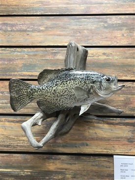 Crappie