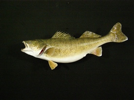 Walleye