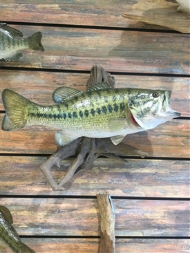 Large mouth Bass