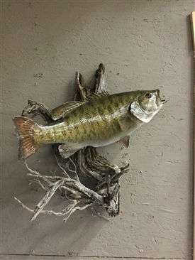 Small mouth Bass