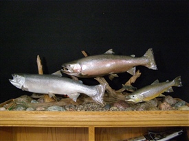 Steelhead