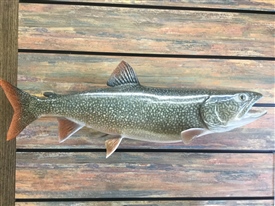 Lake trout