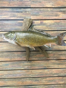 Carp