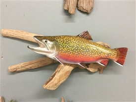 Brook trout