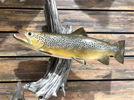 Brown trout