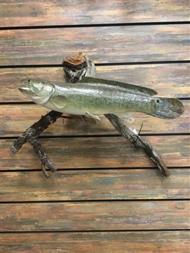 Dogfish