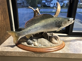 Grayling