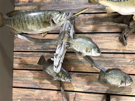 Rock bass