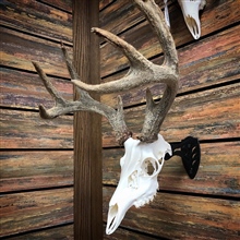 European  mounts