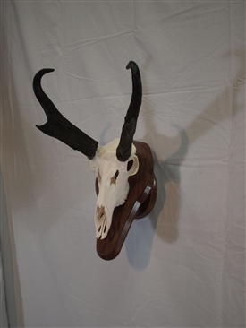 Antelope