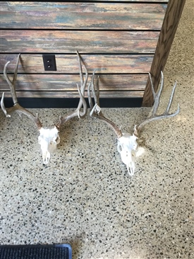 Mule deer