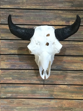 Bison