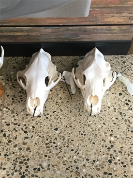Bears