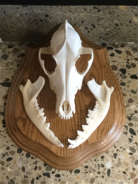 Coyotes 